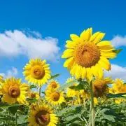sunflower*