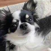おせろんの画像