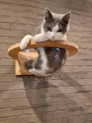 あんにゃ