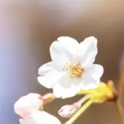 さえの画像