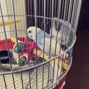 osumiの画像