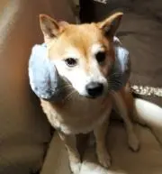 まきの画像