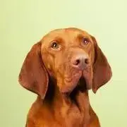 hnk