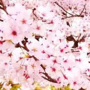 Ch'sの画像