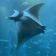 haru (プロフ必読)の画像
