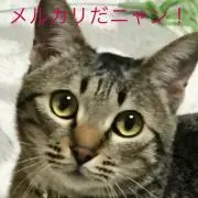 かふぇたんの画像