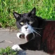 nekoの画像