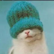 にゃんの画像