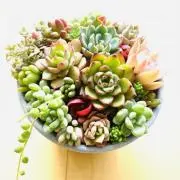 さくきゅん　プロフィール確認お願いしますの画像