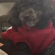 アーサーの画像