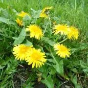 アンナ◎お願い◎プロフィール確認