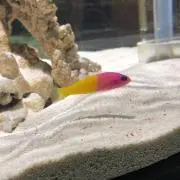 ririの画像