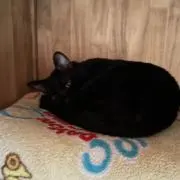 にゃん坊