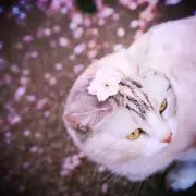 ごえもんの画像
