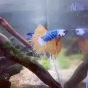 ちゃろの画像