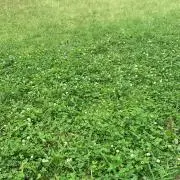 monaの画像