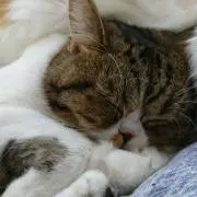 ぬこたの画像