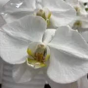 はなまるの画像