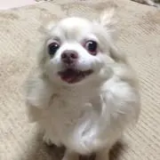 げん