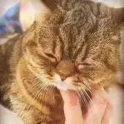 しゃもじの画像