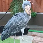 あやたんの画像