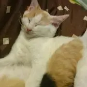 ちろたんの画像
