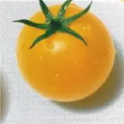 フトモモ