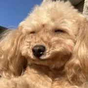 わんちゃんの画像