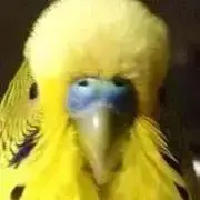yukokkiの画像