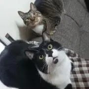 にゃんこ