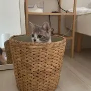 ponの画像