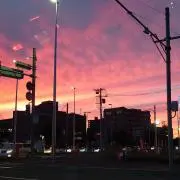アオジローの画像