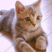 あげパンの画像