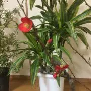 あきら