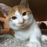 ちむぽっぷ