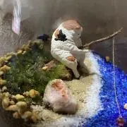 みいなの画像