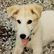 きなこ