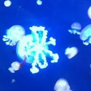 T. Okadaの画像