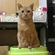 ゆうの画像