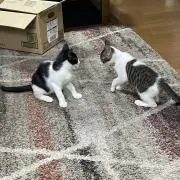 トラ