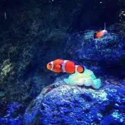 パーマン