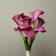 Image of mopi