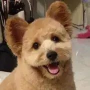 ロンピの画像