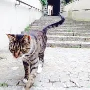 (*^^*)の画像