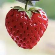 いちごの画像