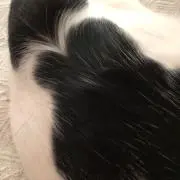 ｙ。の画像