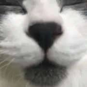 ししまるの画像