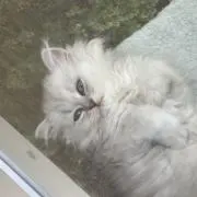 サイゼリヤの画像