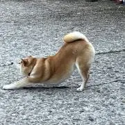 うま棒の画像