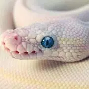 マル
